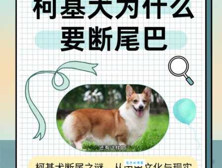 柯基为什么要断尾，这些理由让人心疼！