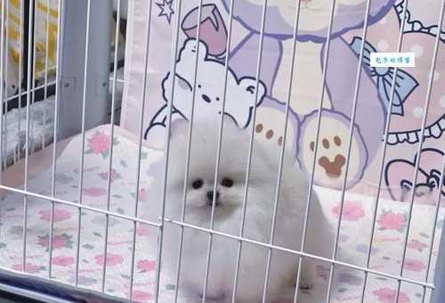 什么狗狗长不大？这些狗狗成年体型也很小！