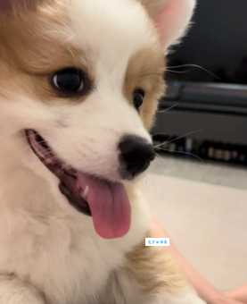什么狗狗长不大？这些狗狗成年体型也很小！
