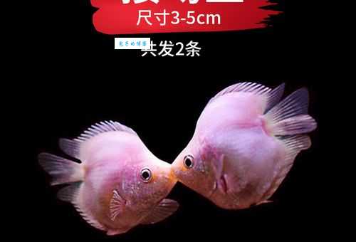 接吻鱼吃什么最好？老鱼友推荐这几种鱼食！
