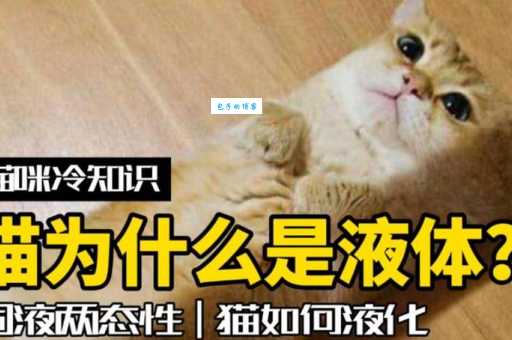 猫咪为什么能像液体？这跟它的生活习性有关！