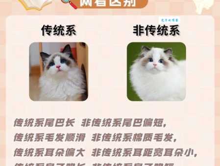 喜马拉雅猫和布偶猫的区别是啥？看完这篇秒懂！