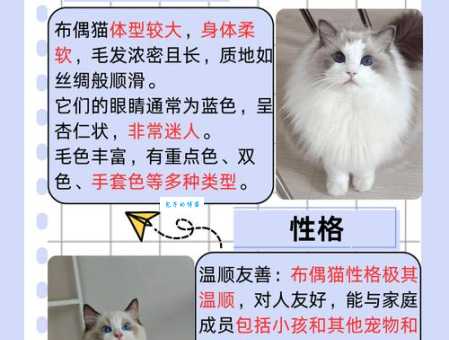 喜马拉雅猫和布偶猫的区别是啥？看完这篇秒懂！