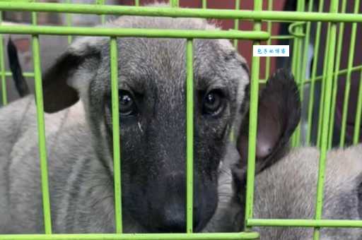 昆明狼犬哪里有卖？这几个渠道靠谱又省心！