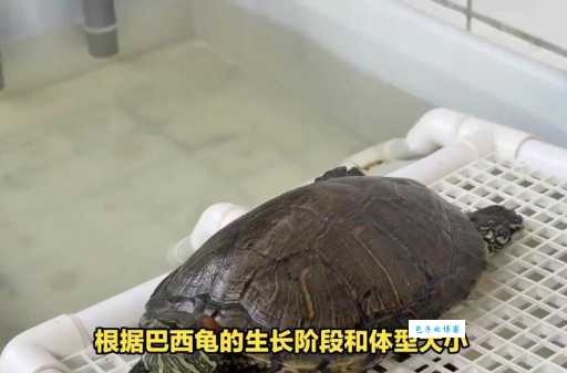 巴西龟能长多大？不同品种的乌龟生长差别！