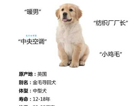 金毛寻回犬多少钱一只？新手购买全攻略！
