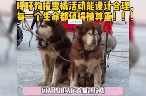 雪橇狗吃什么有营养？听听过来人怎么说！
