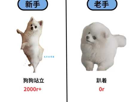 博美犬好养吗？新手养博美的注意事项！