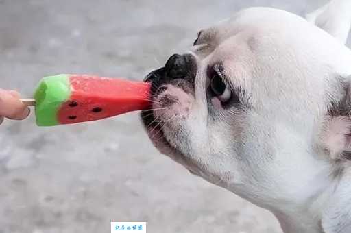狗狗夏天可以吃雪糕吗？小心这些危害别忽视！