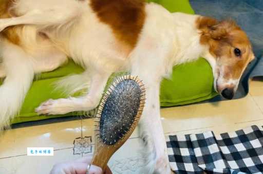 英牛犬掉毛严重怎么办？这几个方法很有效！