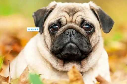 巴哥犬好养吗？优缺点分析看完你就懂了！