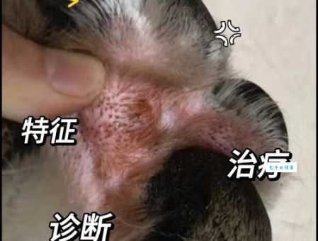 狗狗有钩虫病的症状是啥？防治方法看这里！