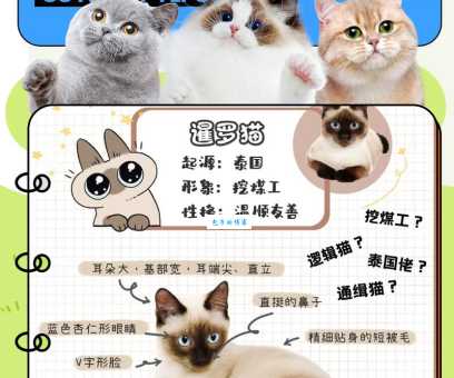 泰国暹罗猫怎么养才对？老养猫人教你几招！