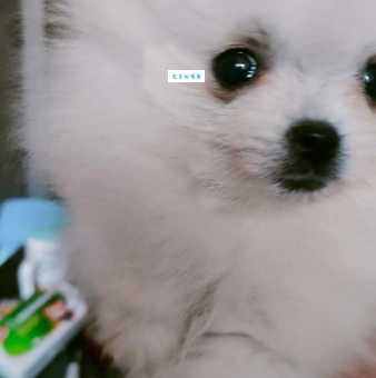 茶杯犬好养吗？养茶杯犬前你需要知道的几件事！