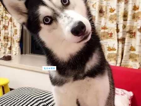 哈士奇俱乐部怎么样？带你了解真实情况！