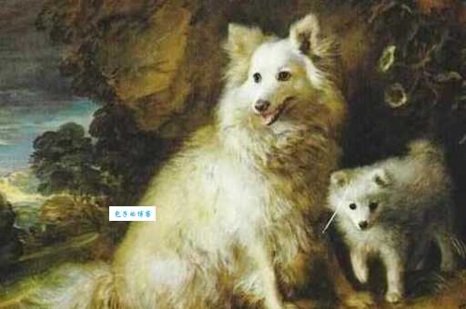 意大利狐狸犬性格怎么样？适合家养的狗狗吗？