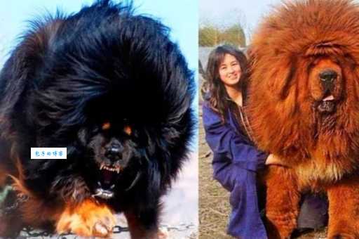 藏獒咬死主人怎么办？如何选择合适的犬种？