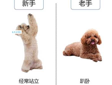 贵宾犬怎么养？从幼犬到成犬的喂养指南！