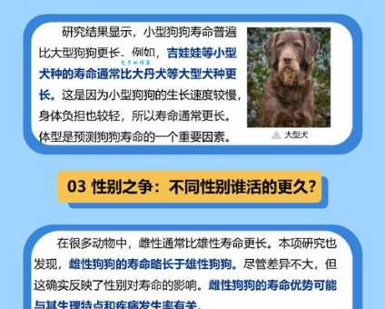 狗能活多少年？不同品种的狗狗寿命大揭秘！