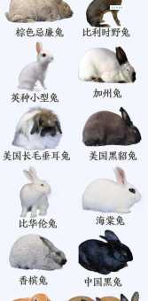 兔子可以喝水吗？看看兽医怎么解释的！