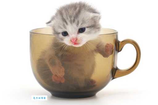 想买茶杯猫？茶杯猫多少钱？教你如何砍价！