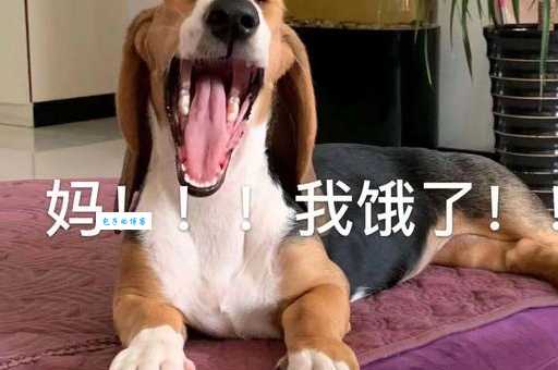 巴吉度好养吗？看完这篇饲养指南你就知道了！