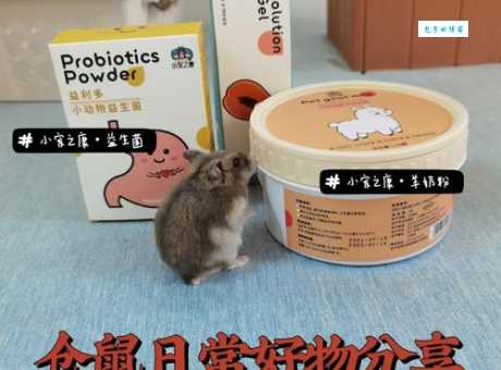 金丝熊吃什么食物好？这些食物让它健康成长！