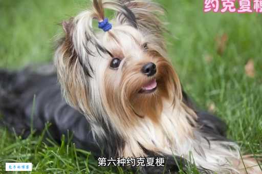 长不大的狗狗有哪些？这几种狗狗超可爱！