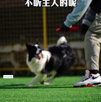 飞盘狗训练用什么口令？专业训犬师在线教学！