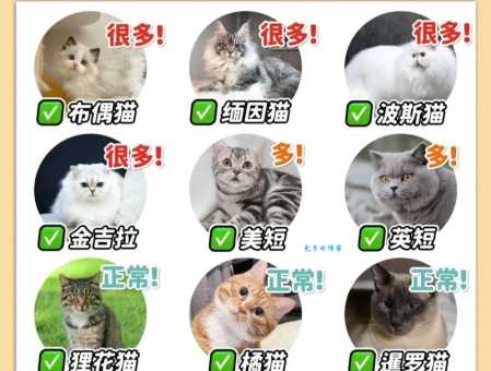 异国短毛猫好养吗？新手养猫要注意这些事情！