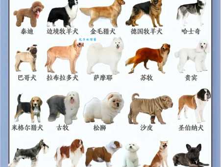 犬的种类和图片介绍，不同狗狗性格大不同！