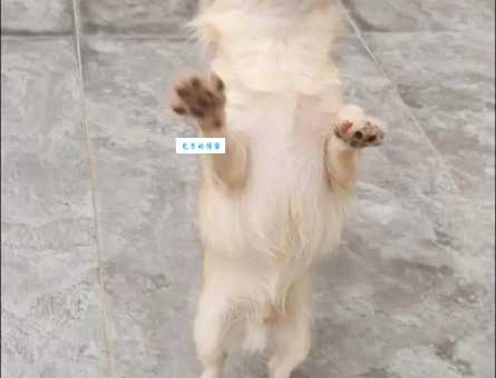 长毛吉娃娃好养吗？新手养长毛吉娃娃攻略！