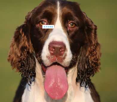 英国激飞猎犬好养吗？新手饲养攻略看这篇！