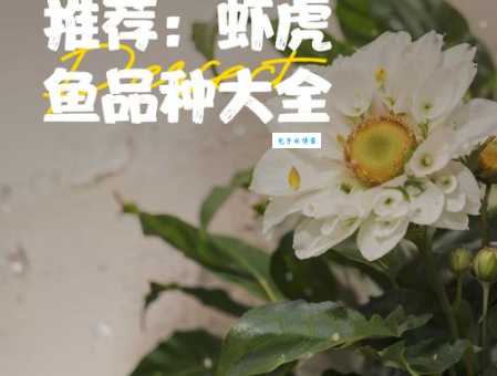 秀水之中有鱼虾是什么生肖？专家解释看这里！
