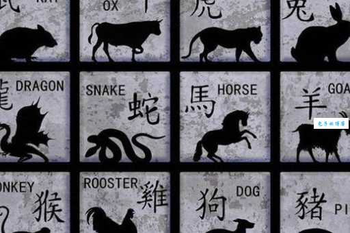 无所不有是什么生肖？揭秘隐藏的生肖动物！