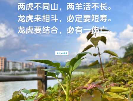 寸步不离是什么生肖？忠诚守护的动物是它！
