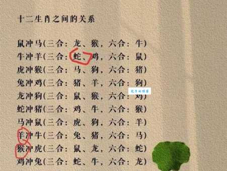 鸳鸯戏水是什么生肖？详解生肖鸡、马、兔等说法