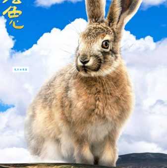 玉兔出宫猜生肖，最准确的答案在这里！