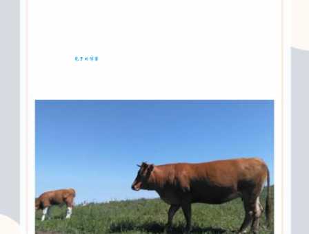 胆小贪心今复来是什么生肖？多种答案深度解析