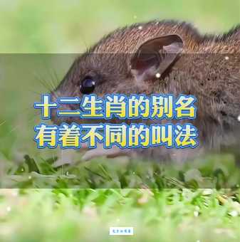 煽风点火是什么生肖？十二生肖里谁最爱挑拨离间？