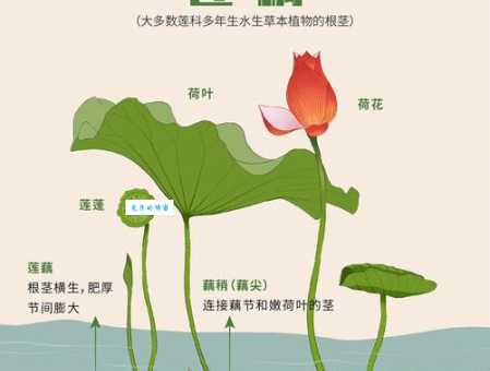 藕断丝连，是哪几个生肖的特性？