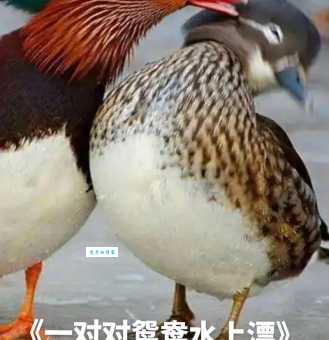 猜谜语：鸳鸯戏水打一动物，你知道答案吗？