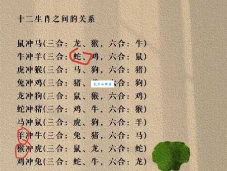 歇后语蛇鼠一窝代表什么生肖？深度解析生肖文化