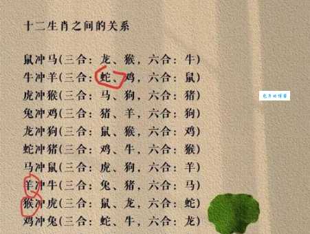 眉飞色舞代表什么生肖？你猜对了吗？