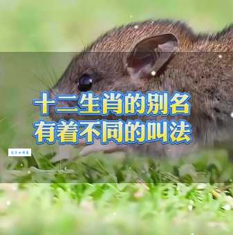 “头上著头”的生肖是哪个？带你探索生肖秘密！