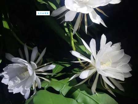 成语昙花一现是什么意思？带你了解昙花一现的深刻含义