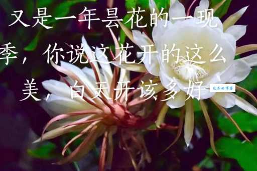 成语昙花一现是什么意思？带你了解昙花一现的深刻含义