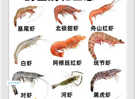 “大虾”是什么意思？深度解读大虾的含义和用法