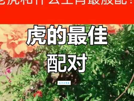 “虎视眈眈”是哪个生肖？详解生肖与老虎
