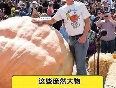 庞然大物是什么生肖？这道题难倒你了没？